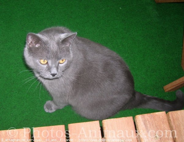 Photo de Chartreux