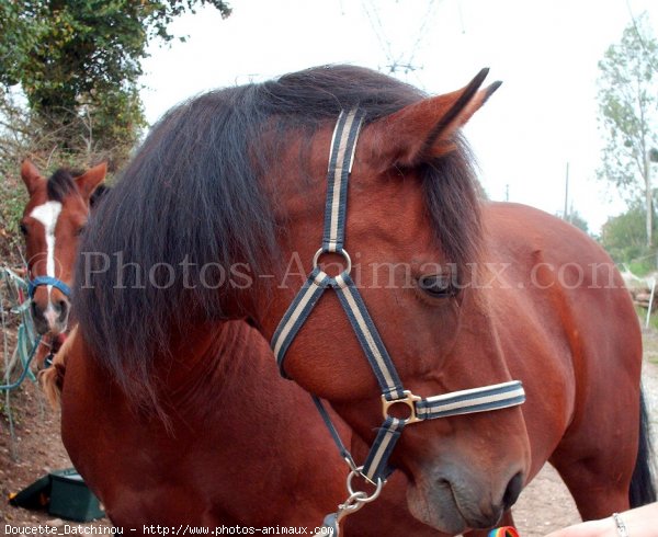 Photo de Poney franais de selle