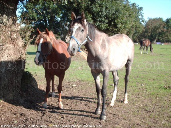 Photo de Races diffrentes