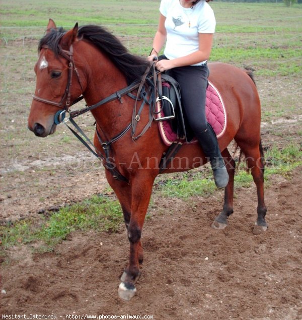 Photo de Poney franais de selle