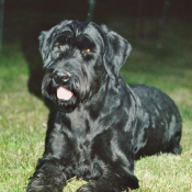 Photo de Schnauzer gant