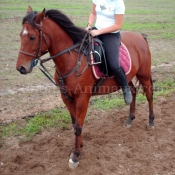 Photo de Poney franais de selle