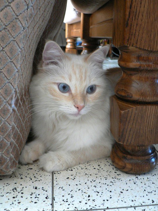 Photo de Ragdoll