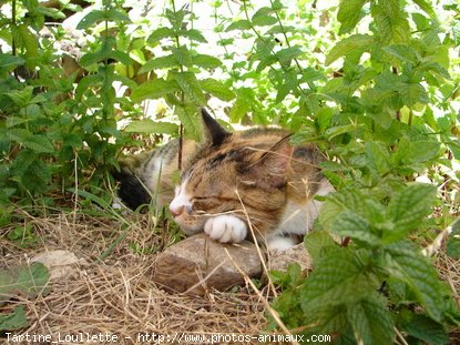 Photo de Chat domestique