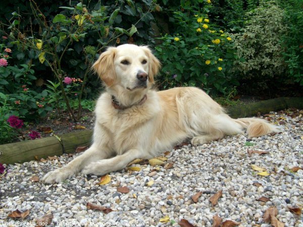 Photo de Golden retriever