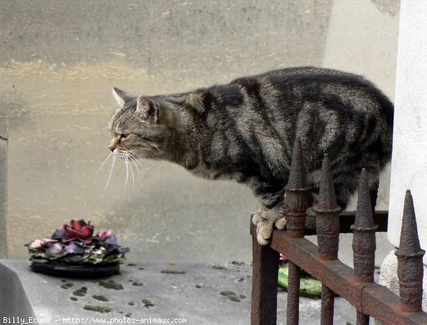 Photo de Chat domestique