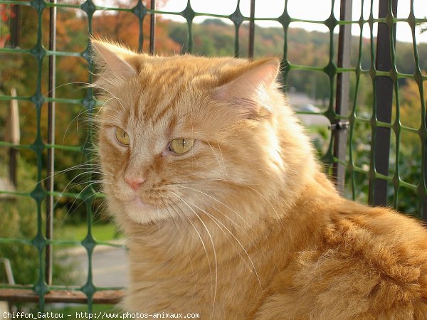 Photo de Chat domestique