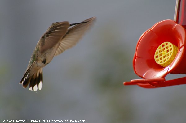 Photo de Colibri