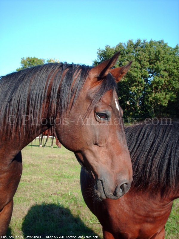 Photo de Trotteur franais