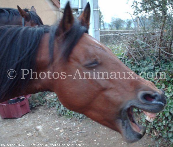 Photo de Poney franais de selle