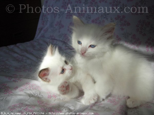 Photo de Ragdoll