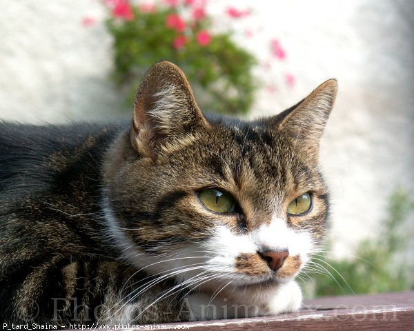 Photo de Chat domestique