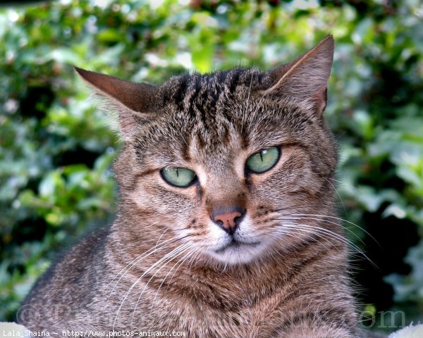 Photo de Chat domestique