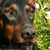 Photo de Dobermann