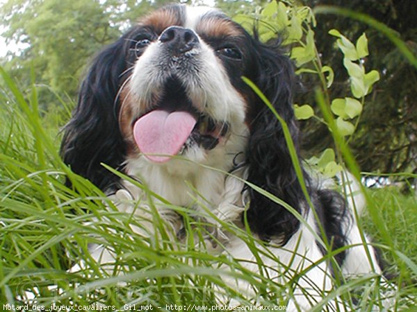 Photo de Cavalier king charles spaniel