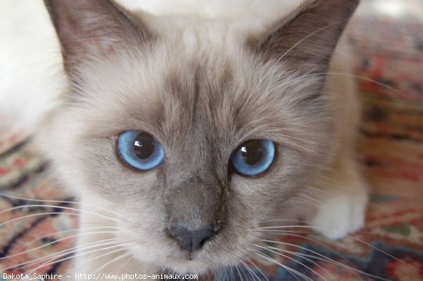 Photo de Sacr de birmanie