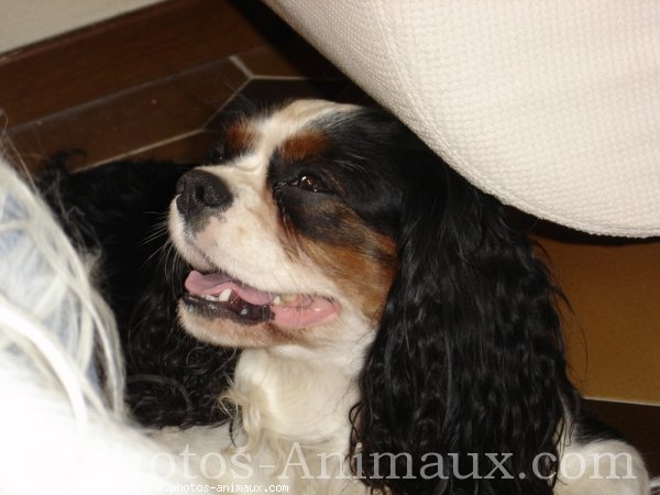 Photo de Cavalier king charles spaniel