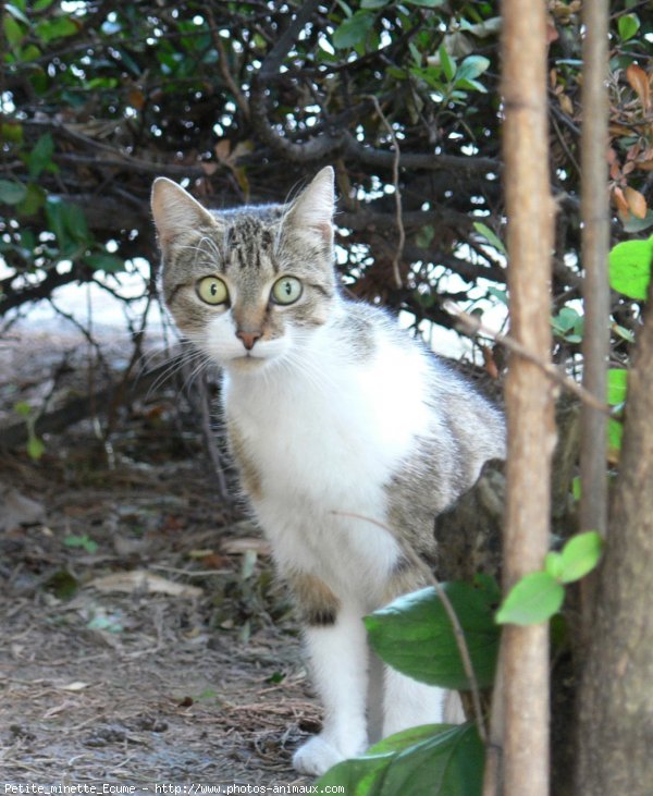 Photo de Chat domestique