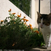 Photo de Chat domestique