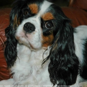 Photo de Cavalier king charles spaniel