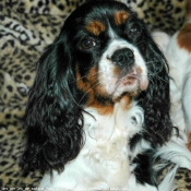 Photo de Cavalier king charles spaniel