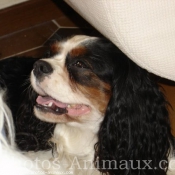 Photo de Cavalier king charles spaniel