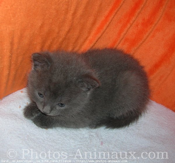 Photo de Chartreux