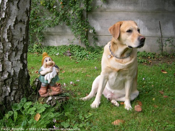 Photo de Labrador retriever