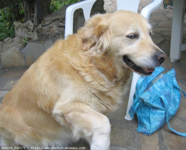 Photo de Golden retriever