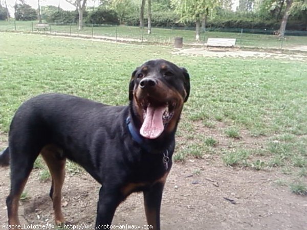 Photo de Rottweiler