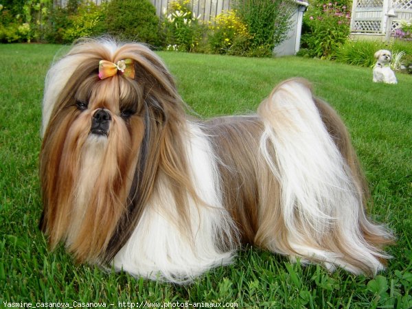 Photo de Shih tzu