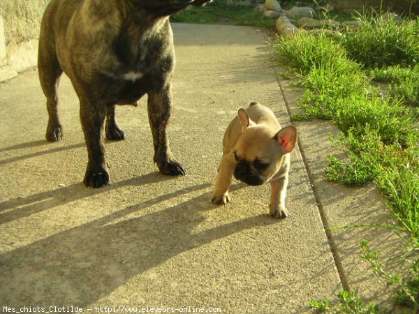 Photo de Bouledogue franais