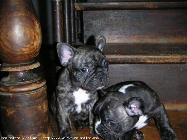 Photo de Bouledogue franais