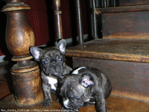 Photo de Bouledogue franais