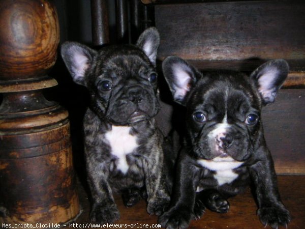 Photo de Bouledogue franais