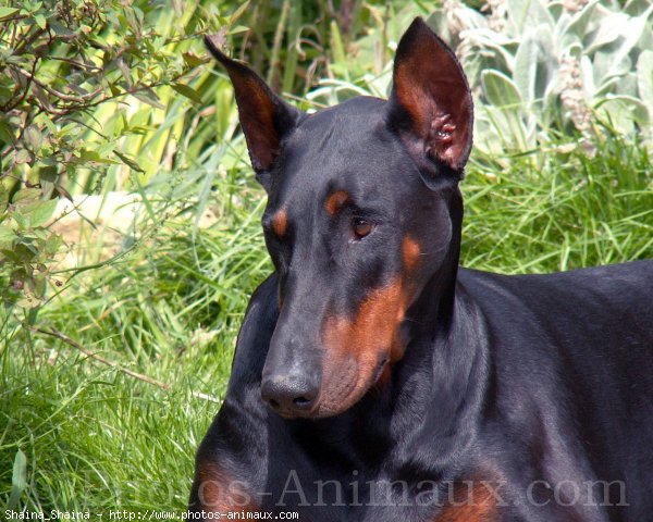 Photo de Dobermann