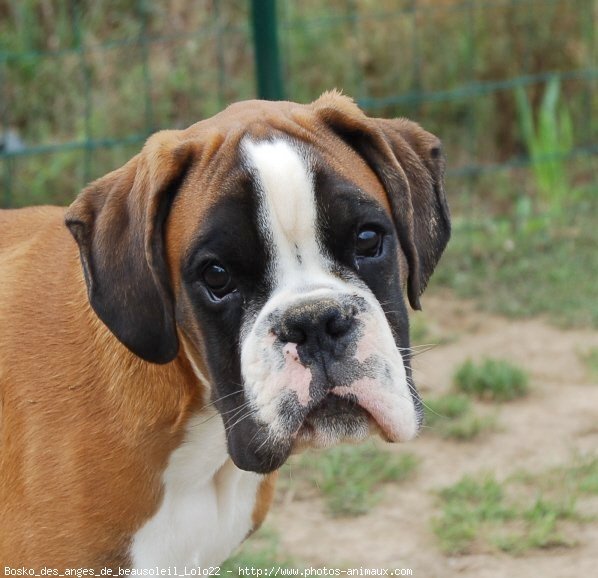 Photo de Boxer