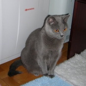 Photo de Chartreux