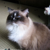 Photo de Ragdoll