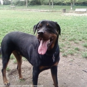 Photo de Rottweiler