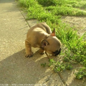 Photo de Bouledogue franais