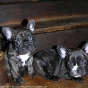 Photo de Bouledogue franais