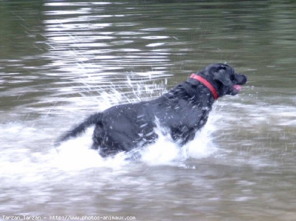 Photo de Labrador retriever