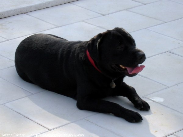 Photo de Labrador retriever