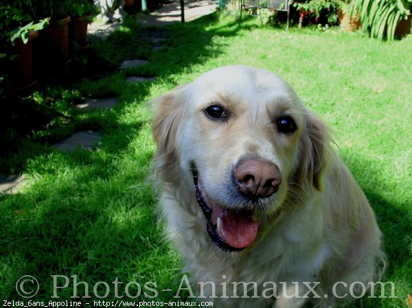 Photo de Golden retriever