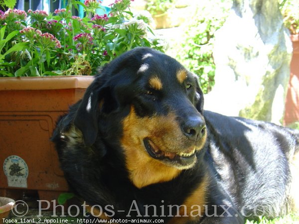 Photo de Rottweiler