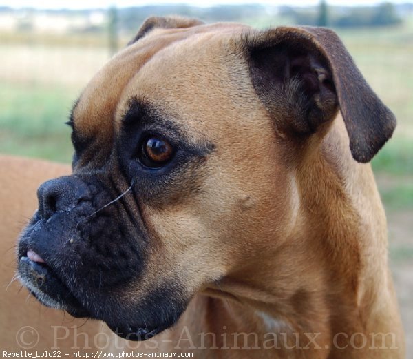 Photo de Boxer