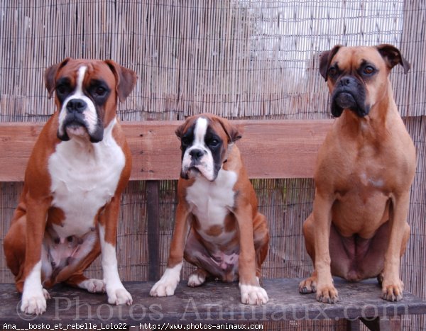 Photo de Boxer