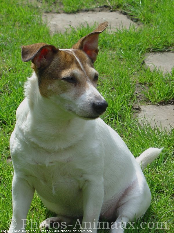 Photo de Jack russell terrier