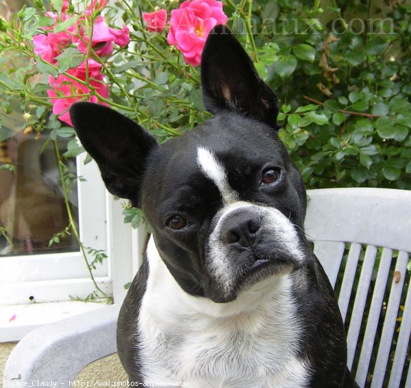 Photo de Boston terrier